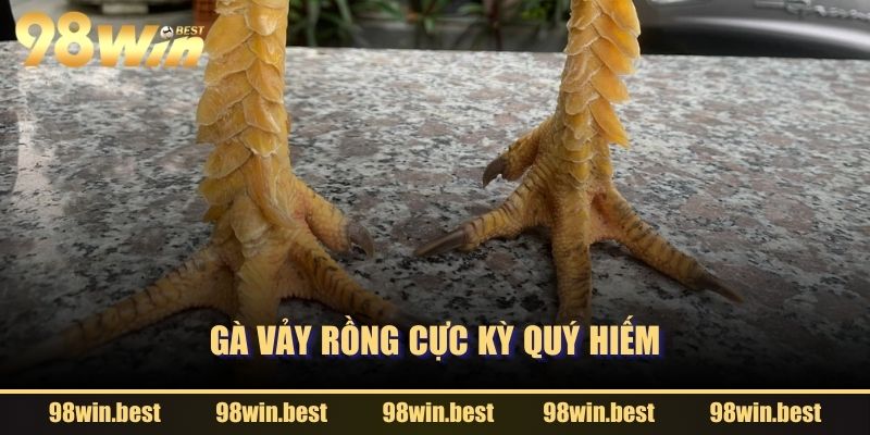 Gà Vảy Rồng cực kỳ quý hiếm