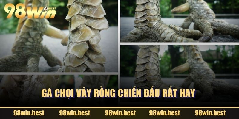 Gà chọi vảy rồng chiến đấu rất hay