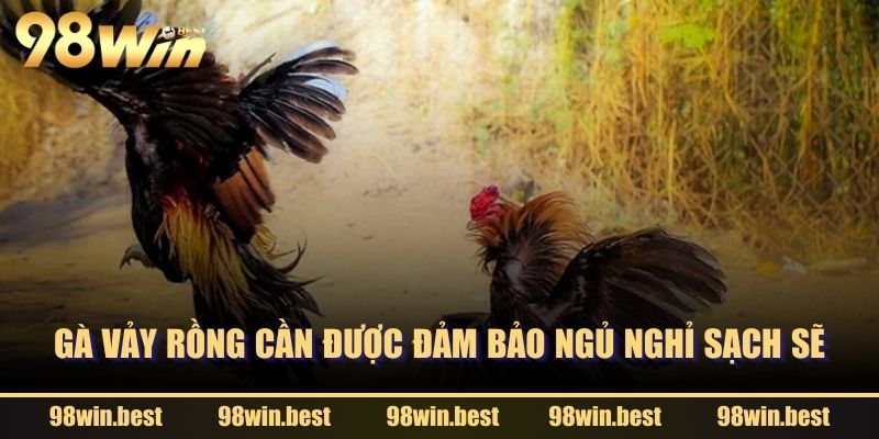 Gà Vảy Rồng cần được đảm bảo ngủ nghỉ sạch sẽ