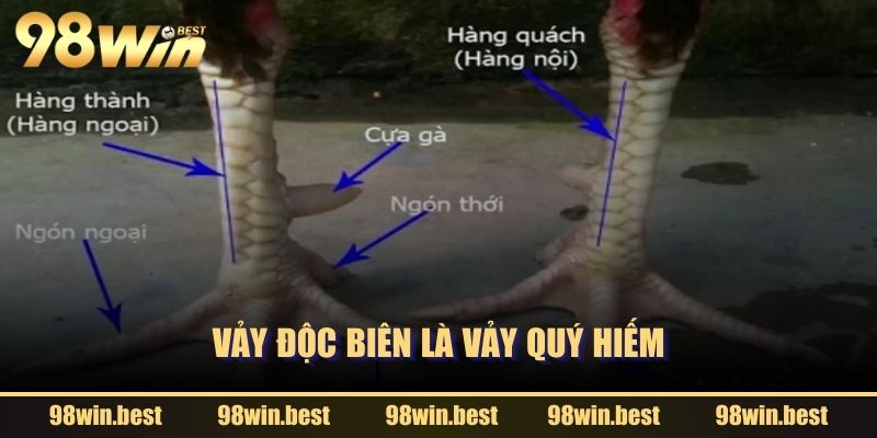 Vảy Độc Biên là vảy quý hiếm