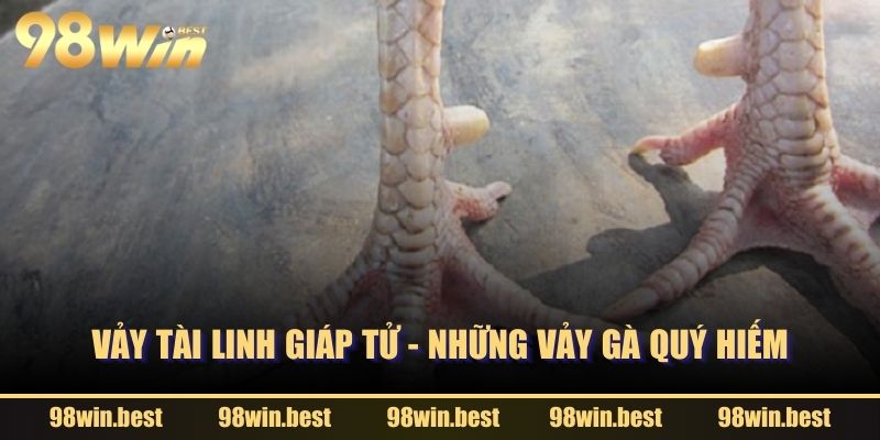 Vảy Tài Linh Giáp Tử - Những vảy gà quý hiếm