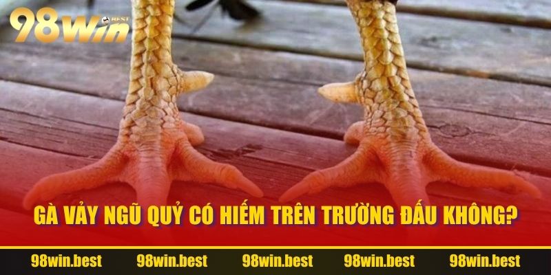 Gà vảy ngũ quỷ có hiếm trên trường đấu không?