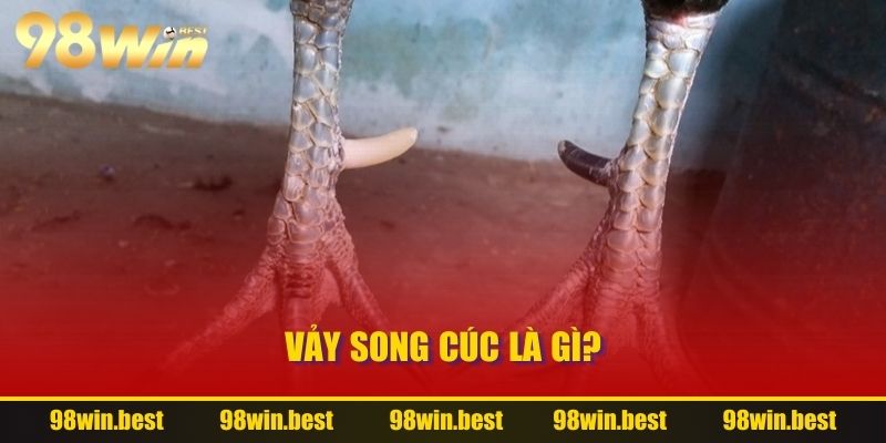 Vảy Song Cúc là gì?