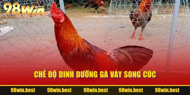 Chế độ dinh dưỡng gà Vảy Song Cúc